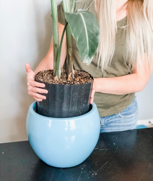 The Beginner's Houseplant Trick to Keep Your Plants Alive and